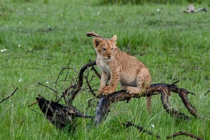 Half-Day Nairobi National Park Safari from Nairobi with Free Pickup - Who This Safari Is Best For