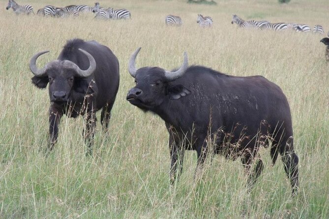 Half-Day Nairobi National Park Tour from Nairobi - City-to-wildlife contrast: why this park works for first-timers