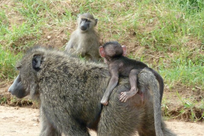 Half-Day Nairobi National Park Tour from Nairobi - Photos, timing, and why being on time matters