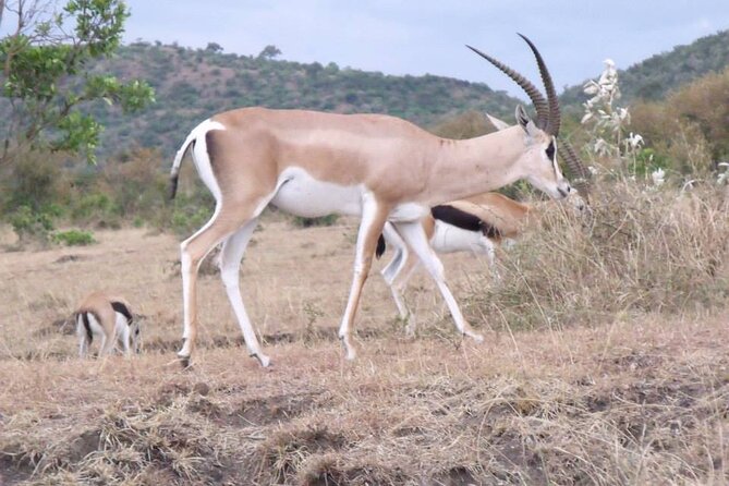 Half-Day Nairobi National Park Tour from Nairobi - Nairobi National Park, Right Next to Nairobi CBD