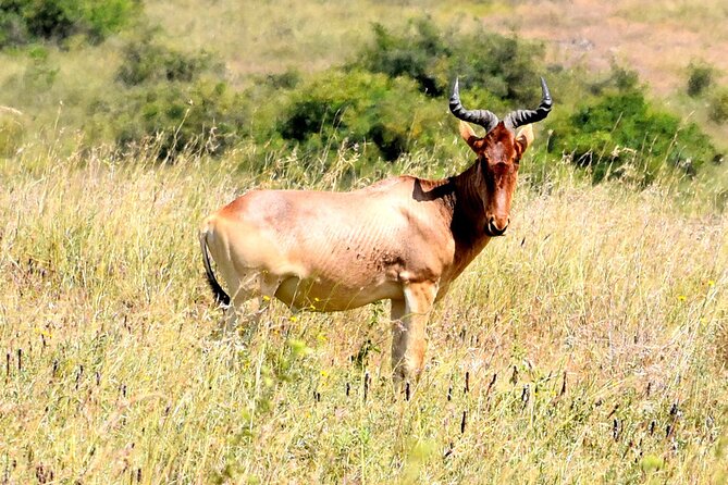 Half day Nairobi National Park Tour & Sheldrick Elephant Nursery - Stop 2: Sheldrick Wildlife Trust Nursery Hour and What It Teaches