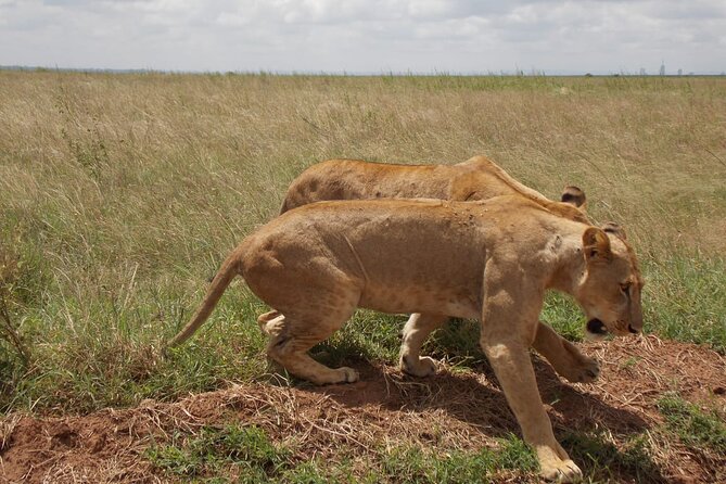 Half day Nairobi National Park Tour & Sheldrick Elephant Nursery - Stop 1: Nairobi National Park Game Drive, Birds, and the Hippo Pool Option