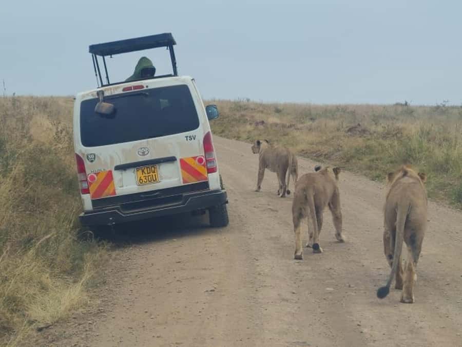 Half day Nairobi National Park with free pick up - Nairobi National Park in a Half-Day, and Why It Feels So Special