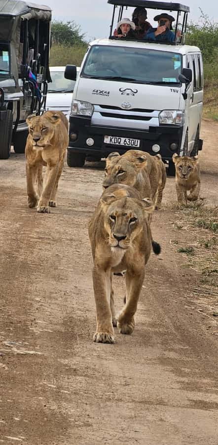 Half day Nairobi National Park with free pick up - The Morning Game Drive, From Check-In to Wildlife Time