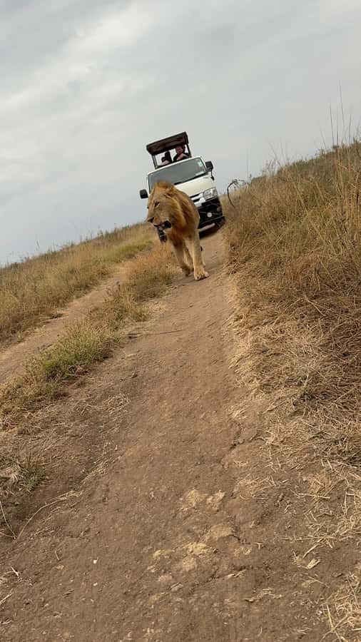 Half day Nairobi National Park with free pick up - Chasing the Big Five, Plus the Sightings That Make Nairobi Different