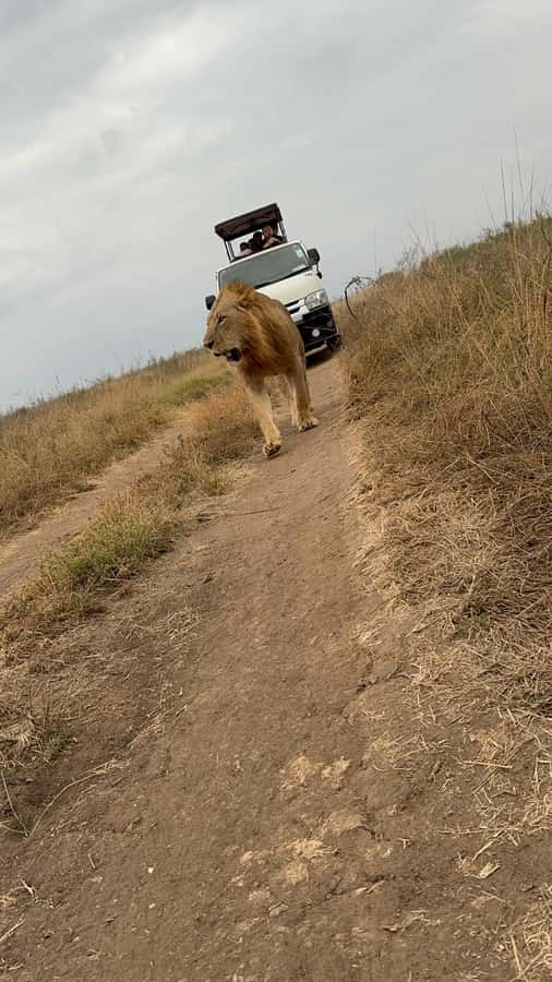 Half day Nairobi National Park with free pick up - Elephant Orphanage: Rehabilitation Stories You Can Feel