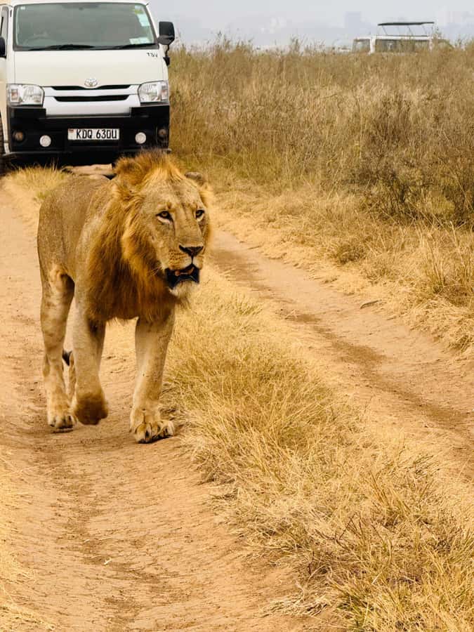 Half day Nairobi National Park with free pick up - Price and Value, and What to Confirm at Booking