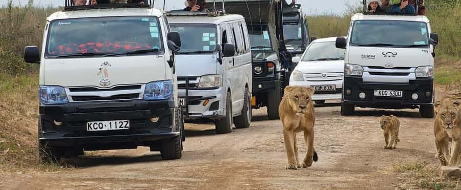 Half day Nairobi National Park with free pick up - Pickup, Van Comfort, and How the Schedule Stays Easy