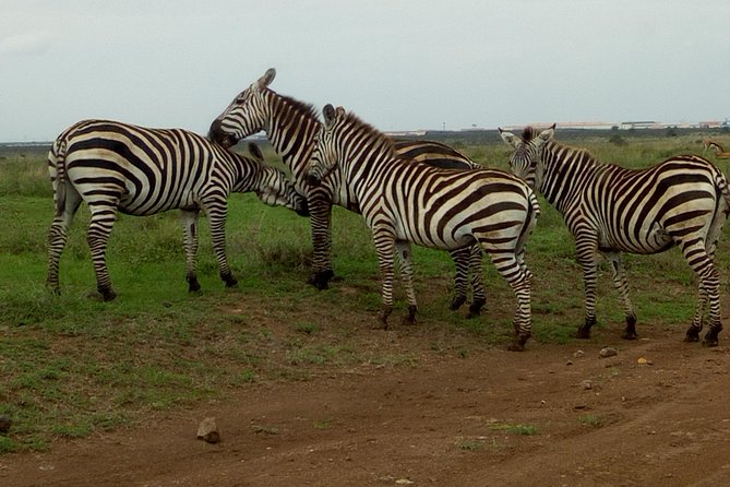Half Day Nairobi National park - What you’ll actually do inside Nairobi National Park