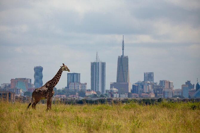 Half-Day Private Guided Safari Tour to Nairobi National Park - Why Nairobi National Park feels different from other safaris