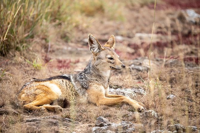 Half-Day Private Guided Safari Tour to Nairobi National Park - The private experience: what you gain with a group of up to 6