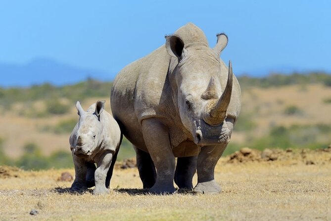 Half Day Private Tour in Nairobi National Park with Admission - Price and value at $95 per person