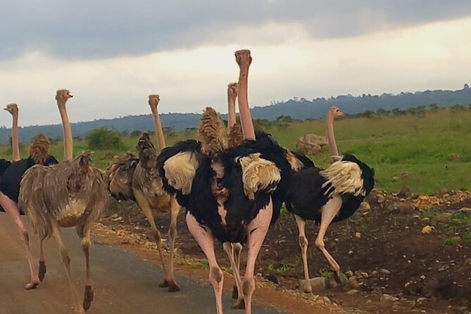 Half Day Private Tour in Nairobi National Park with Admission - Photography and comfort: open-roof views without suffering