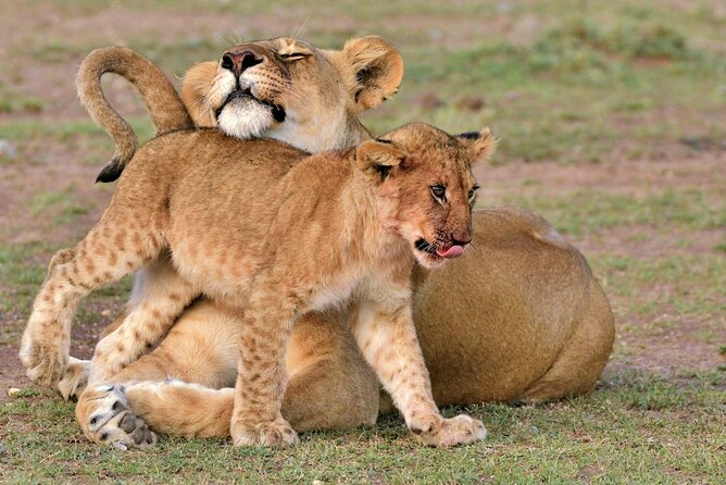 Half Day Safari at Nairobi National Park - Entering Nairobi National Park at Sunrise: Why This Half-Day Works