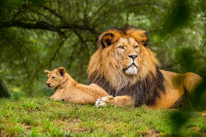 Half Day Safari at Nairobi National Park - What You Can See: Lions, Rhinos, Giraffes, and More
