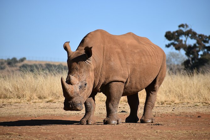 Half Day Safari at Nairobi National Park - Guide Quality Makes or Breaks a Safari (Tony and Anthony as Examples)