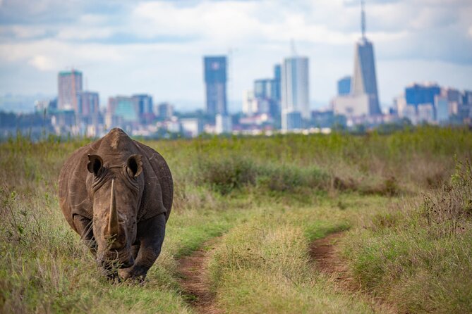 Half Day Safari at Nairobi National Park - What You Get for $40: Value, Inclusions, and the One Missing Piece
