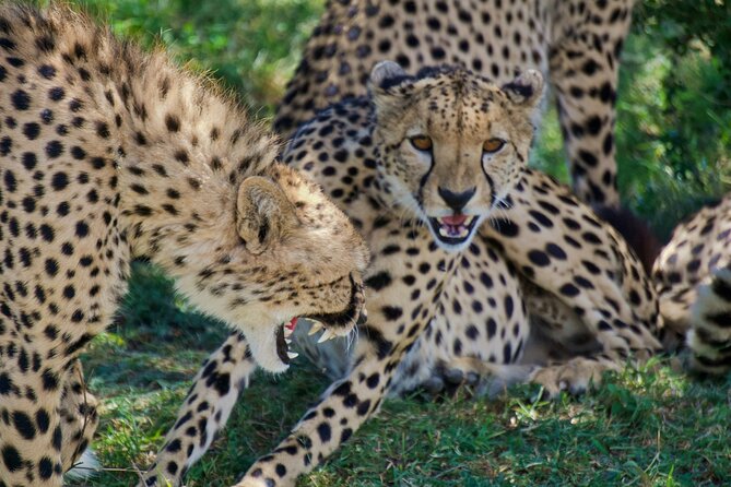 Half Day Safari at Nairobi National Park - Photos and Comfort: How to Make the Most of Those Sunrise Hours