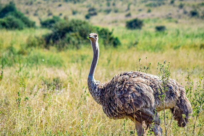 Half Day Safari at Nairobi National Park - Who This Safari Is Best For