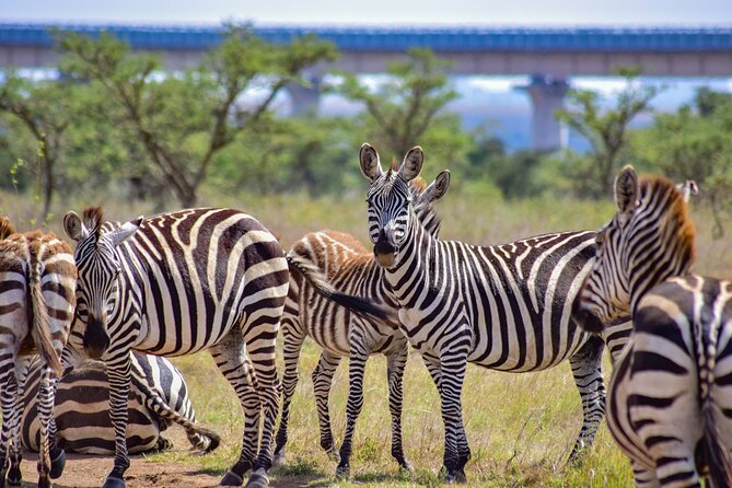 Half Day Safari at Nairobi National Park - The Habitat Mix That Drives Your Sighting Chances
