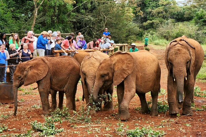 Half day tour to Elephant orphanage & Giraffe Centre Nairobi - Why this Nairobi wildlife combo makes sense