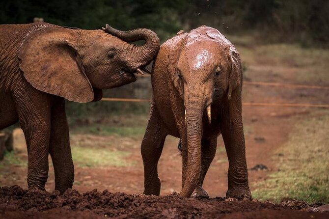 Half day tour to Elephant orphanage & Giraffe Centre Nairobi - KOBE TOUGH beads and leather, a short culture stop with real meaning