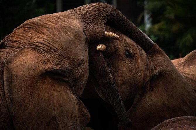 Half day tour to Elephant orphanage & Giraffe Centre Nairobi - Optional Karen Blixen Museum, if you want a break from animals