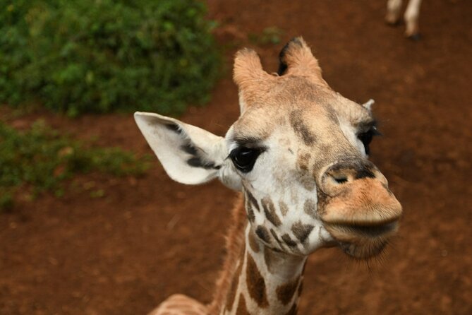 Half day tour to Elephant orphanage & Giraffe Centre Nairobi - Nairobi National Park add-on, what to consider