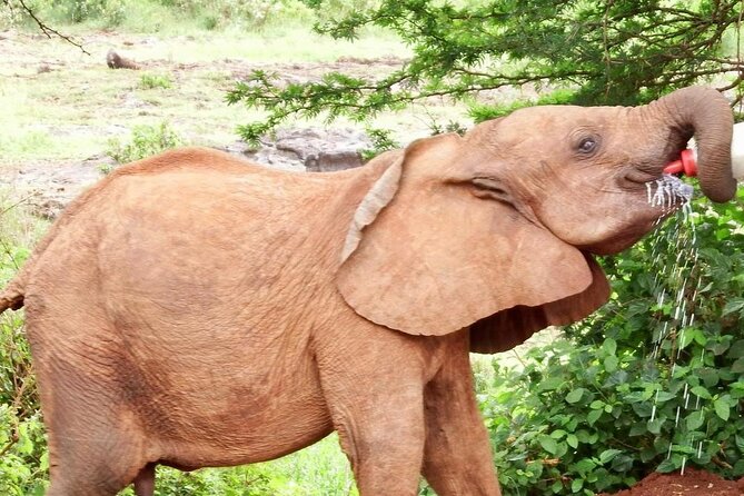Half day tour to Elephant orphanage & Giraffe Centre Nairobi - Guides matter more than you think on this route