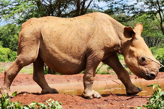Half day tour to Elephant orphanage & Giraffe Centre Nairobi - The elephant orphanage at Sheldrick Wildlife Trust, what you actually see