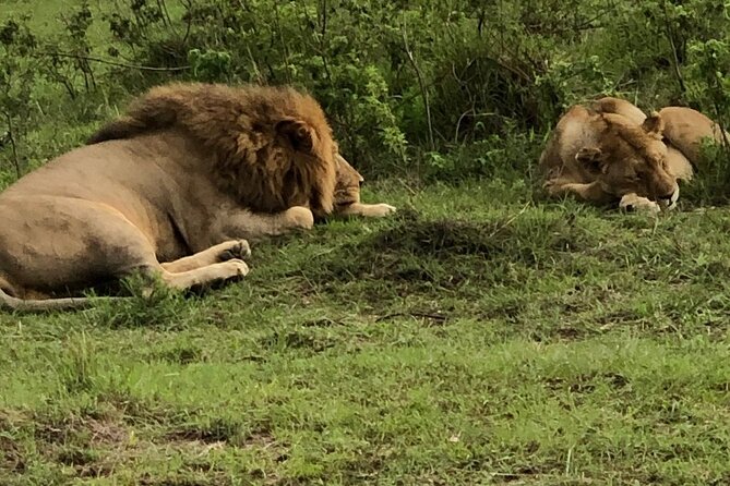 Half Day Tour To Nairobi National Park and Giraffe Center - Entering Nairobi National Park in a Half Day