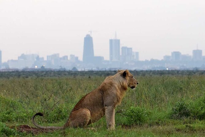 Half Day Tour To Nairobi National Park and Giraffe Center - Getting There: 6:00am Pickup, Safari Van, and Mobile Tickets