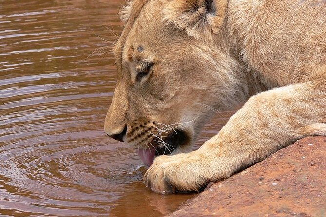 Half day wildlife tour to Nairobi National Park Game Drive with Pickup/Drop off - Nairobi National Park in half a day, from your hotel