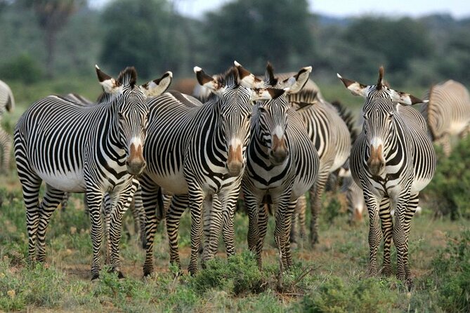 Half day wildlife tour to Nairobi National Park Game Drive with Pickup/Drop off - What you are really hunting for: the Big Four and more