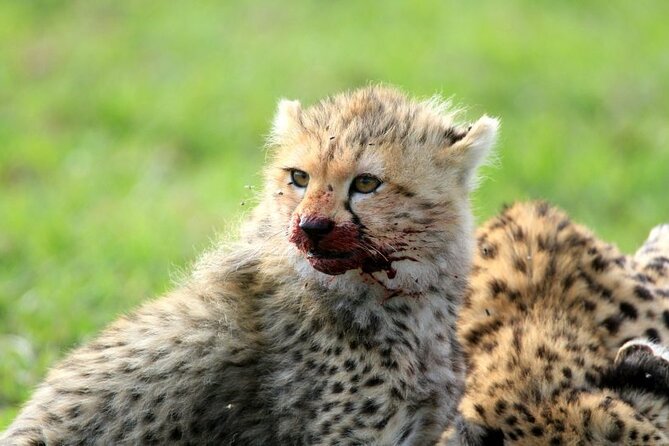 Half day wildlife tour to Nairobi National Park Game Drive with Pickup/Drop off - Wildlife in Nairobi: why the park format works for short trips