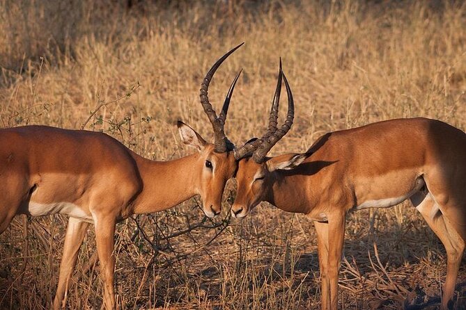 Half day wildlife tour to Nairobi National Park Game Drive with Pickup/Drop off - The ivory burning site stop: history you can see, not just read