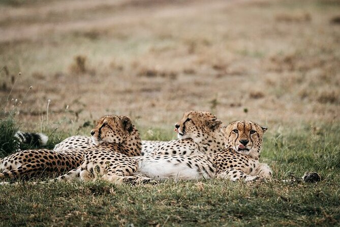 Half day wildlife tour to Nairobi National Park Game Drive with Pickup/Drop off - Group vs private: choosing the right flexibility