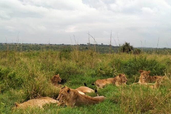 Half day wildlife tour to Nairobi National Park Game Drive with Pickup/Drop off - How the pickup, safari van, and timing work