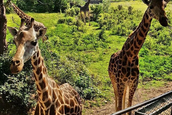 Haller Park Half-Day Tour from Mombasa - Key takeaways before you go
