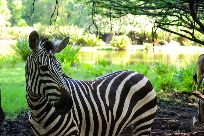 Haller Park Half-Day Tour from Mombasa - Haller Park outside Mombasa: from abandoned quarry to wildlife park