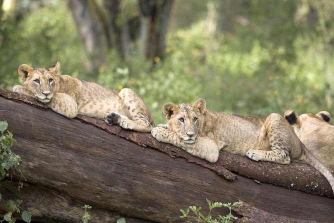 Haller Park Half-Day Tour from Mombasa - The 4-hour rhythm, 12:00 start, and hotel pickup details