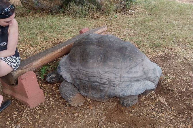 Haller Park Tour observing hippos, giraffes, birds, monkeys, crocs & others - Key highlights that make this Haller Park tour work