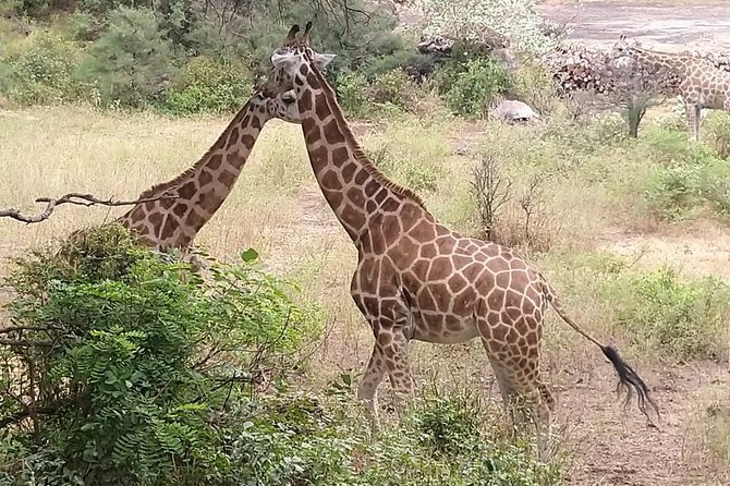 Haller Park Tour observing hippos, giraffes, birds, monkeys, crocs & others - Hotel pickup and private transport: fewer headaches, more animal time