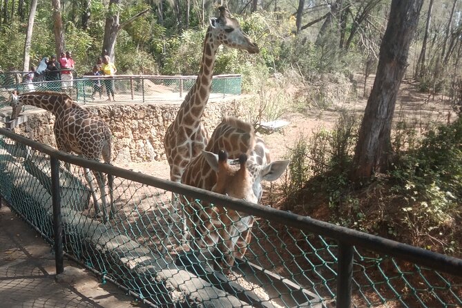 Haller Park Tour observing hippos, giraffes, birds, monkeys, crocs & others - Hippo and crocodile feeding: why this part shapes the whole tour