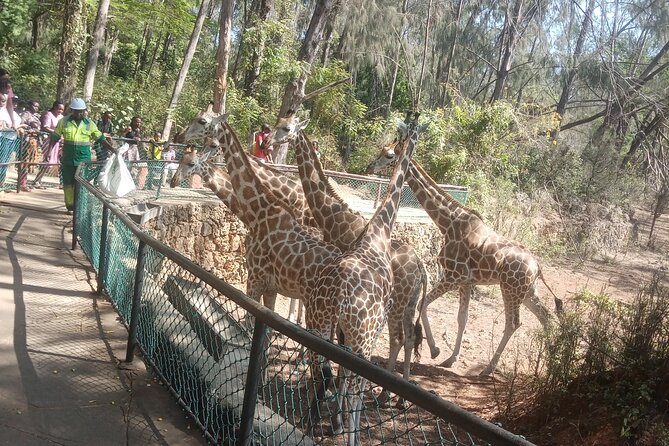 Haller Park Tour observing hippos, giraffes, birds, monkeys, crocs & others - Walking the open areas: monkeys, buffalo, elands, waterbucks, zebras