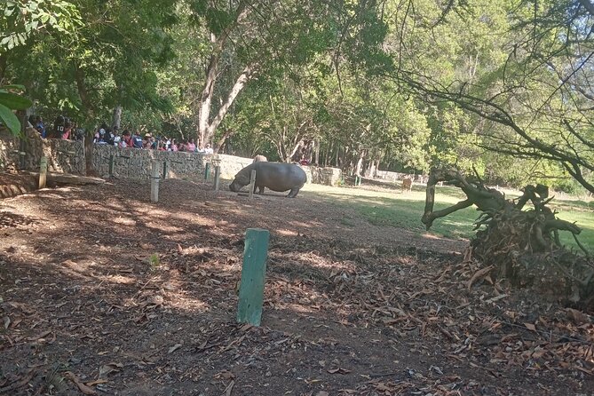 Haller Park Tour observing hippos, giraffes, birds, monkeys, crocs & others - Park upkeep expectations: what to do if you care about presentation