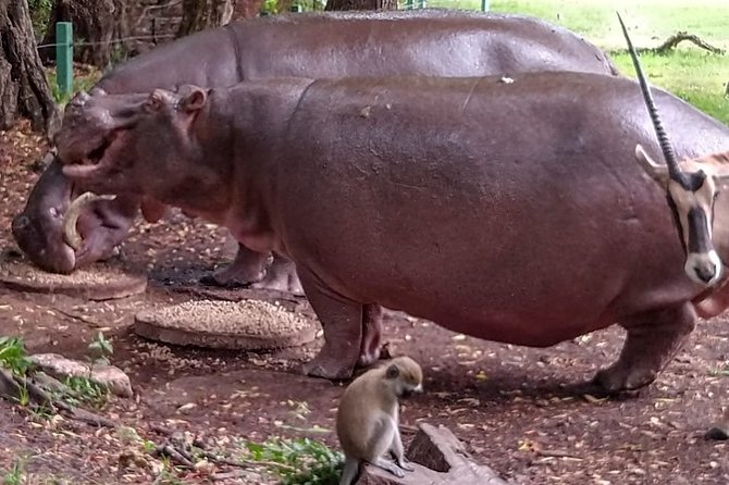 Haller Park Tour observing hippos, giraffes, birds, monkeys, crocs & others - Giraffe feeding: the hands-on moment you will remember