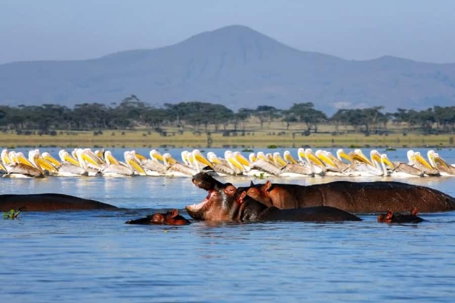HELL'S GATE AND LAKE NAIVASHA BOAT RIDE FROM NAIROBI. - Lake Naivasha boat ride: hippos up close, birds overhead, and Mount Longonot in view