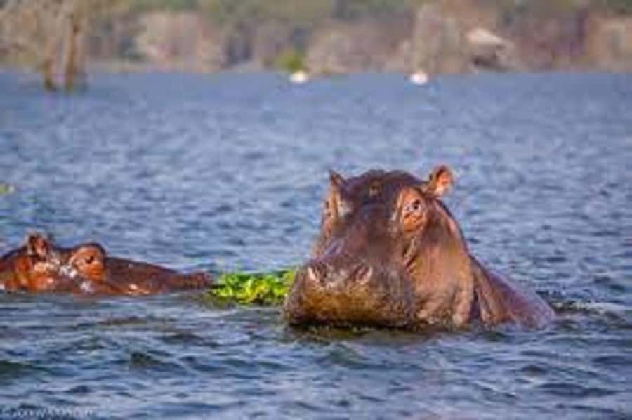 HELL'S GATE AND LAKE NAIVASHA BOAT RIDE FROM NAIROBI. - Costs and value: the $75 base price versus what you’ll add on