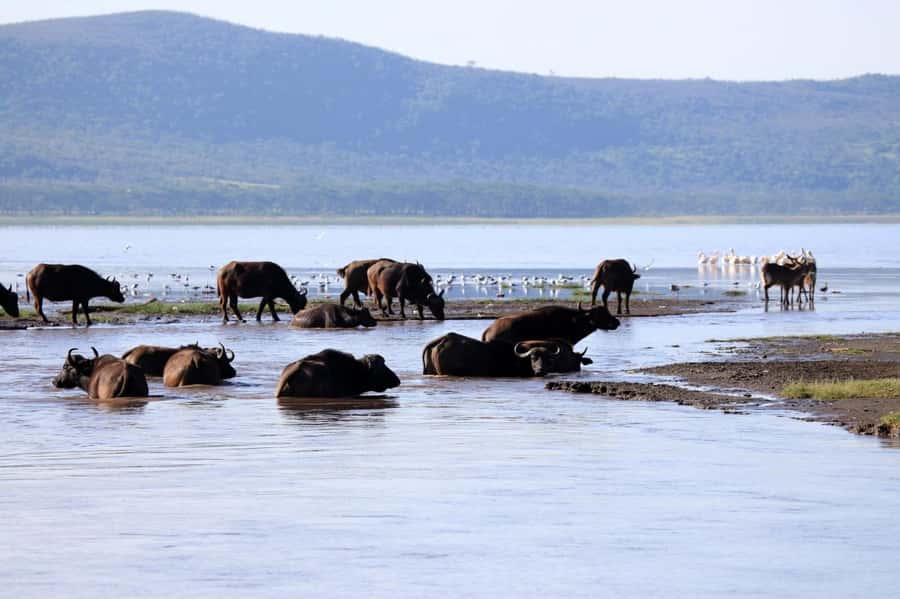 Hell's Gate and Lake Naivasha Guided Day Trip - Key Things I’d Watch For Before You Go